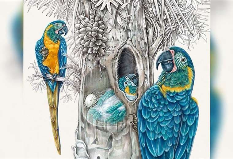 Ilustradora boliviana Patricia Nagashiro es finalista del Premio Illustraciencia por su obra sobre el guacamayo azul