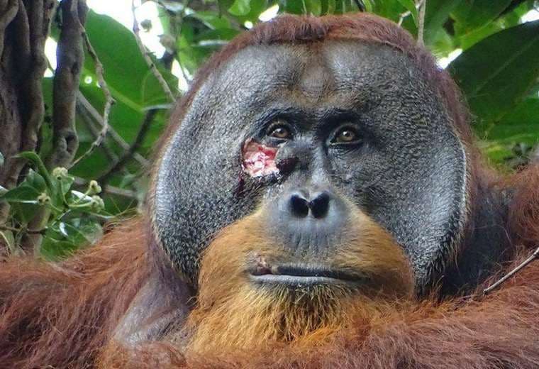 Los científicos graban por primera vez a un orangután curándose una herida con una planta