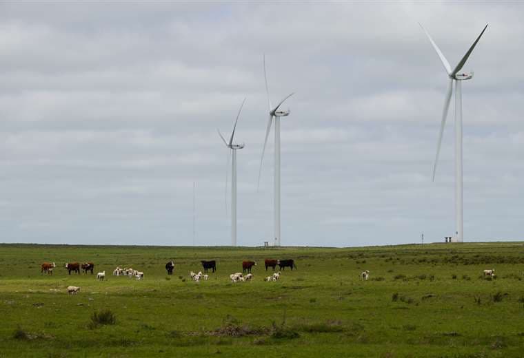 Molinos eólicos en una campiña uruguaya con ganado. Foto: Diego Casal/PxP