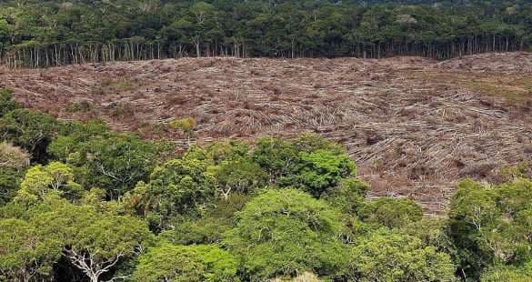 La deforestación no se detiene en tierra brasileña