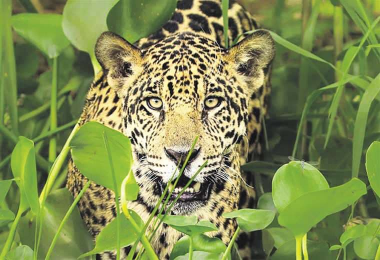 El jaguar es el felino más grande del continente americano