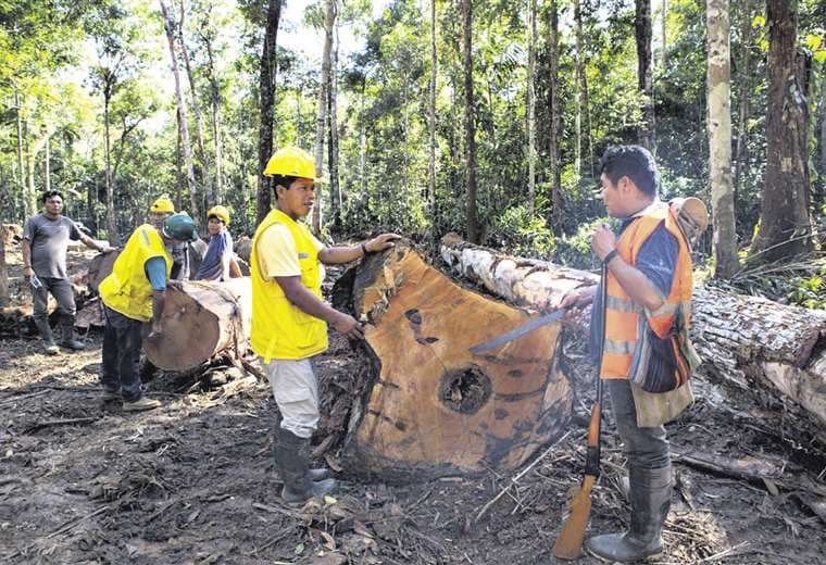 La CFB implementa un modelo de manejo de bosques que permite el aprovechamiento selectivo 