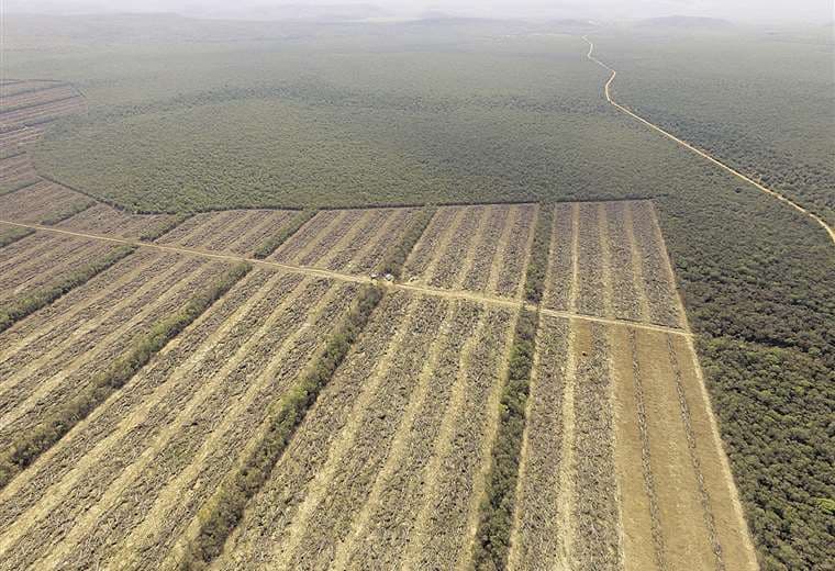 La Unión Europea moviliza fondos para frenar la ‘dramática’ pérdida de bosques en Bolivia