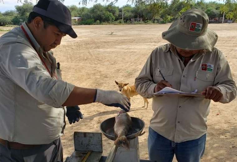 Gobernación de Tarija autoriza la pesca comercial del sábalo en el río Pilcomayo 