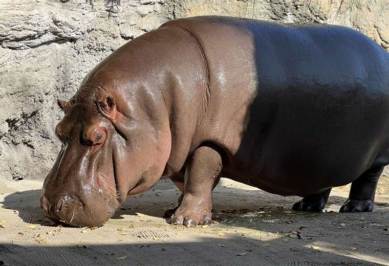 Hipopótamo en el zoo de Japón /Foto: AFP